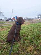 Dekreu  labrador, Dieren en Toebehoren, Ophalen of Verzenden, Zo goed als nieuw