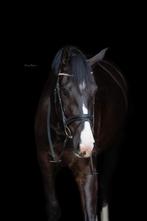 Eerlijke mooie zwarte hannoveraanse merrie, Dieren en Toebehoren, Paarden, Merrie, 175 cm of meer, B, 3 tot 6 jaar