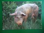 (1016) Dierenkaart: VARKEN, Verzenden, 1980 tot heden, Ongelopen, Overige soorten