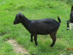 Dwerggeiten, Dieren en Toebehoren, Schapen, Geiten en Varkens, Vrouwelijk, Geit, 0 tot 2 jaar