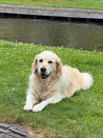 Gezocht: Iemand die tegen betaling de hond uit wil laten. beschikbaar voor biedingen