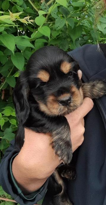 Super knappe Engelse Cocker Spaniel reu. Laatste pup! beschikbaar voor biedingen
