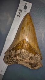 Megalodon haaientand 12.1 cm 100% natural, Verzamelen, Mineralen en Fossielen, Ophalen of Verzenden, Fossiel
