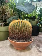Echinocactus – 80 cm, Ophalen, Cactus, Volle zon, Minder dan 100 cm