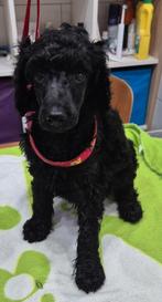 Mooie zwarte koningspoedel pup, Dieren en Toebehoren, Honden | Chihuahua's en Gezelschapshonden, Poedel, 8 tot 15 weken, CDV (hondenziekte)