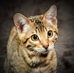 Raszuivere bengalen + eventueel alle luxe benodigdheden, Dieren en Toebehoren, Katten en Kittens | Overige Katten, Poes, Kortharig