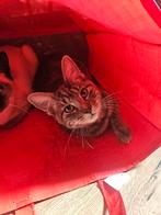 Mickey zoekt een nieuw huis, Dieren en Toebehoren, Katten en Kittens | Overige Katten, Kater