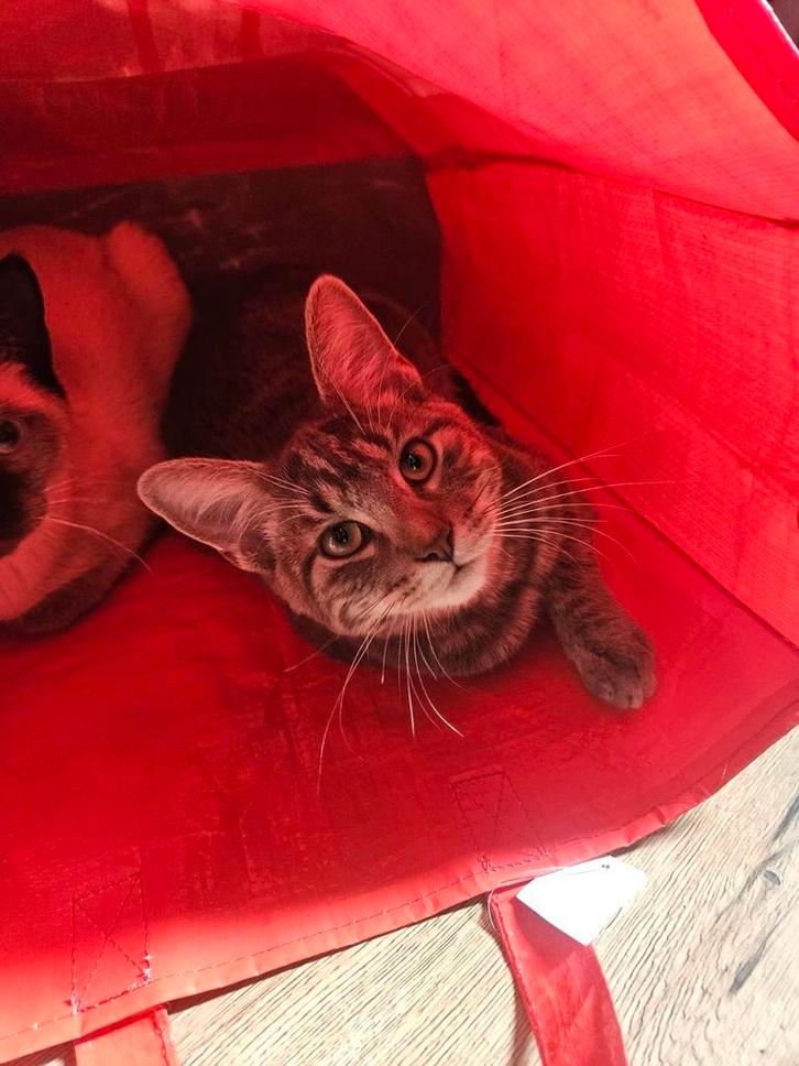 Mickey zoekt een nieuw huis, Dieren en Toebehoren, Katten en Kittens | Overige Katten, Kater