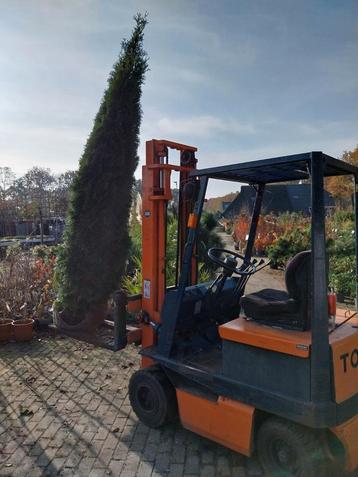 Grote Thuja Smaragd 250cm - Prachtige Conifeer! beschikbaar voor biedingen