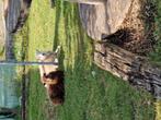 2 leuke quessant oortjes, Dieren en Toebehoren, Schapen, Geiten en Varkens, Vrouwelijk, Schaap, 0 tot 2 jaar