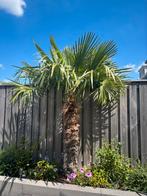 Palmboom ca. 250 cm, Tuin en Terras, Planten | Bomen, Ophalen of Verzenden, Halfschaduw, Palmboom, 250 tot 400 cm