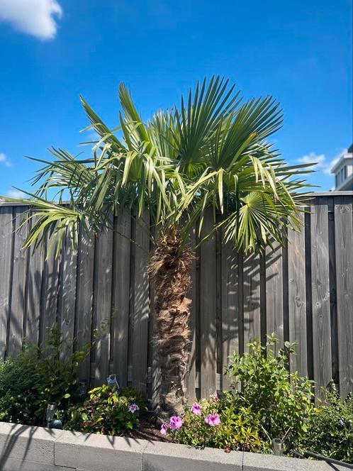 Palmboom ca. 250 cm, Tuin en Terras, Planten | Bomen, Palmboom, 250 tot 400 cm, Halfschaduw, Ophalen of Verzenden