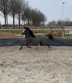 Verzorgpony Apony aangeboden, Dieren en Toebehoren, 1 paard of pony