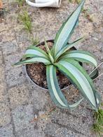 Agave americana mediopicta alba, Tuin en Terras, Ophalen, Bloeit niet, Overige soorten, Volle zon