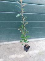 elaeagnus ebbingei, Ophalen, Overige soorten, Haag, Minder dan 100 cm