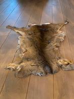 Prachtig hertenvel (klein)- taxidermie/decoratie, Ophalen of Verzenden, Gebruikt, Opgezet dier