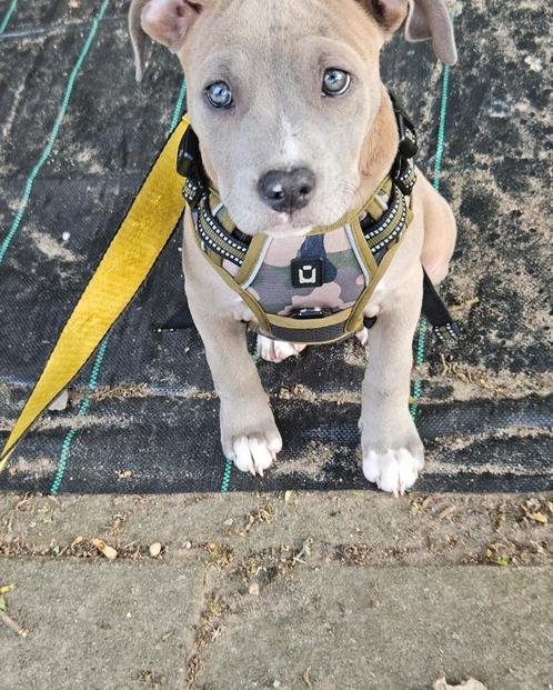 Liefdevol thuis gezocht voor mijn lieve mooie pup 'Joy', Dieren en Toebehoren, Honden | Bulldogs, Pinschers en Molossers, Teef