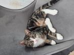 Een lieve kater, Dieren en Toebehoren, Katten en Kittens | Overige Katten, Kater