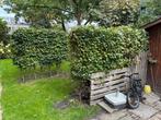 Beukenhaag gratis zelf uitgraven, Tuin en Terras, Planten | Bomen, Ophalen, Bloeit niet, Halfschaduw, Overige soorten