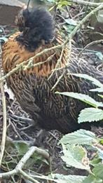 krielkip, Araucana, Hollandse Kriel en mix araucana en zijde, Dieren en Toebehoren, Pluimvee, Meerdere dieren, Kip