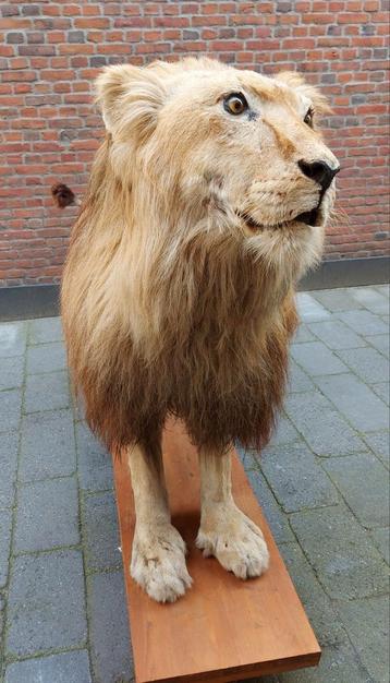 Opgezette leeuw mannelijk taxidermie lion