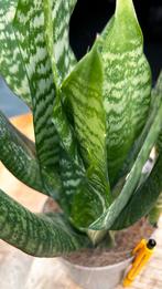 Sansevieria - Sterke kamerplant!, Vaste plant, Bloeit niet, Halfschaduw, Ophalen
