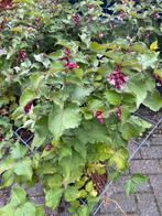 Leyccestra purple rain (grootmoeders oorbel, fazantenbes ), Ophalen, Zomer, Overige soorten, Volle zon