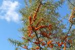 Hippophae rhamnoides Duindoorn zeewind bessen, Overige soorten, Volle zon, Vaste plant, Ophalen of Verzenden