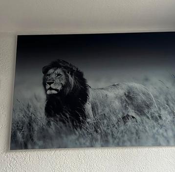 Glasschilderij Leeuw 120 x 80 cm beschikbaar voor biedingen