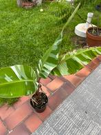 Musa Florida - Variegata Banaanplant 50 cm, Overige soorten, In pot, Minder dan 100 cm, Groene kamerplant