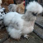 Zijdehoen hennen (Diverse kleuren), Dieren en Toebehoren, Pluimvee, Vrouwelijk, Kip