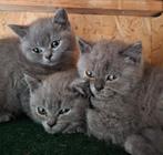Mooie brits korthaar kittens te koop, Meerdere dieren, Gechipt, 0 tot 2 jaar