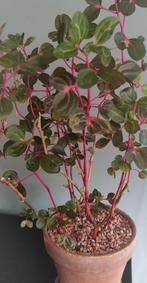 Ernesti Herbstii / biefstukplant, Ophalen of Verzenden, Halfschaduw, Minder dan 100 cm