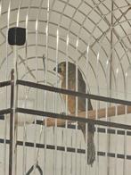 Twatwa jongman., Mannelijk, Geringd