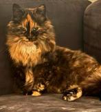 Nieuw thuis gezocht voor lieve Lola, Noorse Boskat 3 kleur, Dieren en Toebehoren, Poes, Ontwormd, 6 jaar of ouder