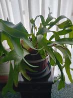 Hertshoorn, Ophalen, Halfschaduw, Minder dan 100 cm