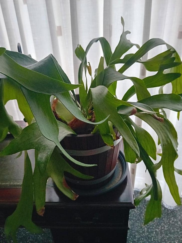 Hertshoorn, Huis en Inrichting, Kamerplanten, Minder dan 100 cm, Halfschaduw, Ophalen