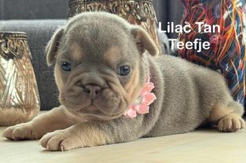 Prachtig nestje Franse Bulldog pups  beschikbaar voor biedingen