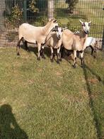 Maasduin rui fokschapen, Dieren en Toebehoren, Schapen, Geiten en Varkens, Schaap