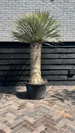 Yucca rostrata, Overige soorten, 100 tot 250 cm, Zomer, Ophalen