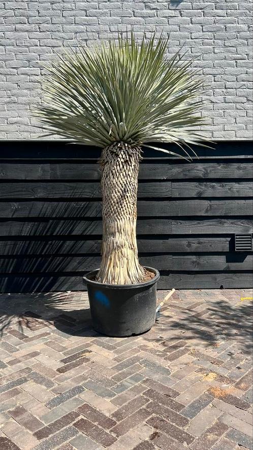 Yucca rostrata, Tuin en Terras, Planten | Bomen, Overige soorten, 100 tot 250 cm, Volle zon, Zomer, Ophalen