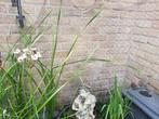 Vijverplanten, Tuin en Terras, Ophalen, Nieuw