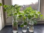 Citroengeranium/ pelargonium graveolens stekjes te koop, Huis en Inrichting, Kamerplanten, Ophalen of Verzenden, Overige soorten