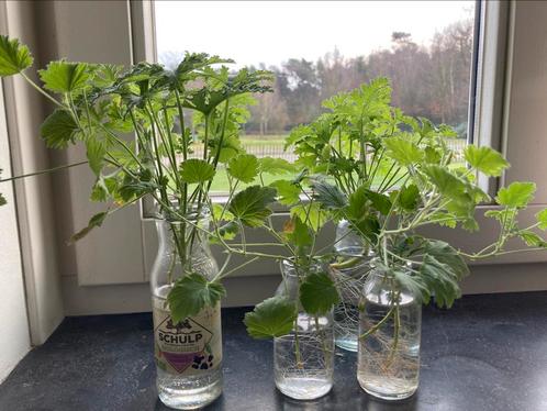 Citroengeranium/ pelargonium graveolens stekjes te koop, Huis en Inrichting, Kamerplanten, Overige soorten, Minder dan 100 cm