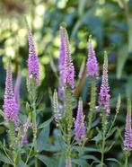 Veronica plant, Zomer, Vaste plant, Overige soorten, Ophalen