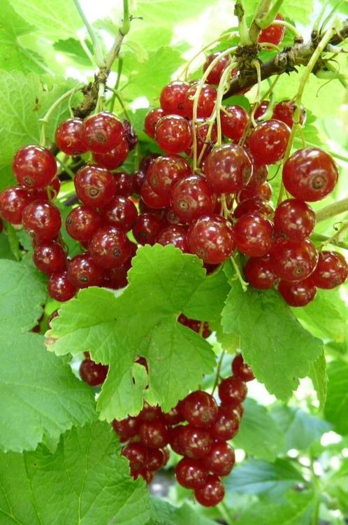 Bessenstruiken, Tuin en Terras, Planten | Fruitbomen, Overige soorten, Minder dan 100 cm, Volle zon, Zomer, In pot, Ophalen