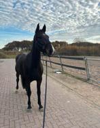 Lieve 9-jarige ruin mét toebehoren - lees goed!, Dieren en Toebehoren, Paarden, Ruin, Zadelmak, Ontwormd, 7 tot 10 jaar