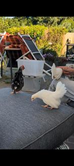 Prachtig serama haantjes met hen, Dieren en Toebehoren, Meerdere dieren, Overige soorten