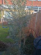 Sier Olijfboom, Tuin en Terras, Bloeit niet, 100 tot 250 cm, Olijfboom, Ophalen