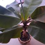 Gratis bananenplant, Tuin en Terras, Ophalen, Volle zon